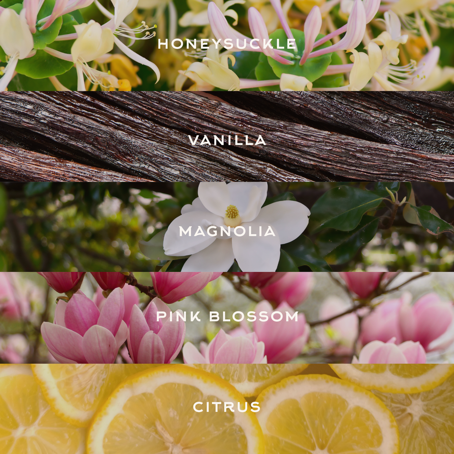 nashville nights | 8oz candle